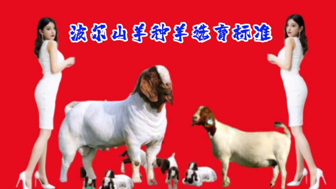 波尔山羊公羊母羊的选育标准