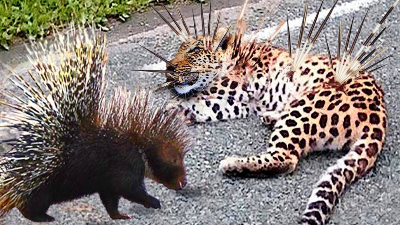 可以杀死豹的十大动物-豹vs豪猪,疣猪,狮子,狒狒,黑斑羚!