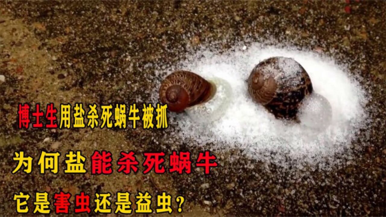 博士生用盐杀死蜗牛被抓,为何盐能杀死蜗牛,它是害虫还是益虫?