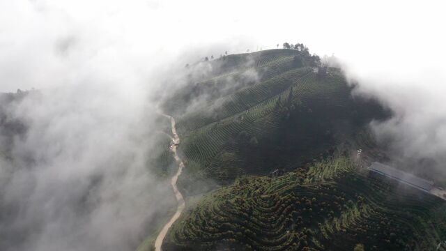 像大地的指纹!贵州茶山美景如画