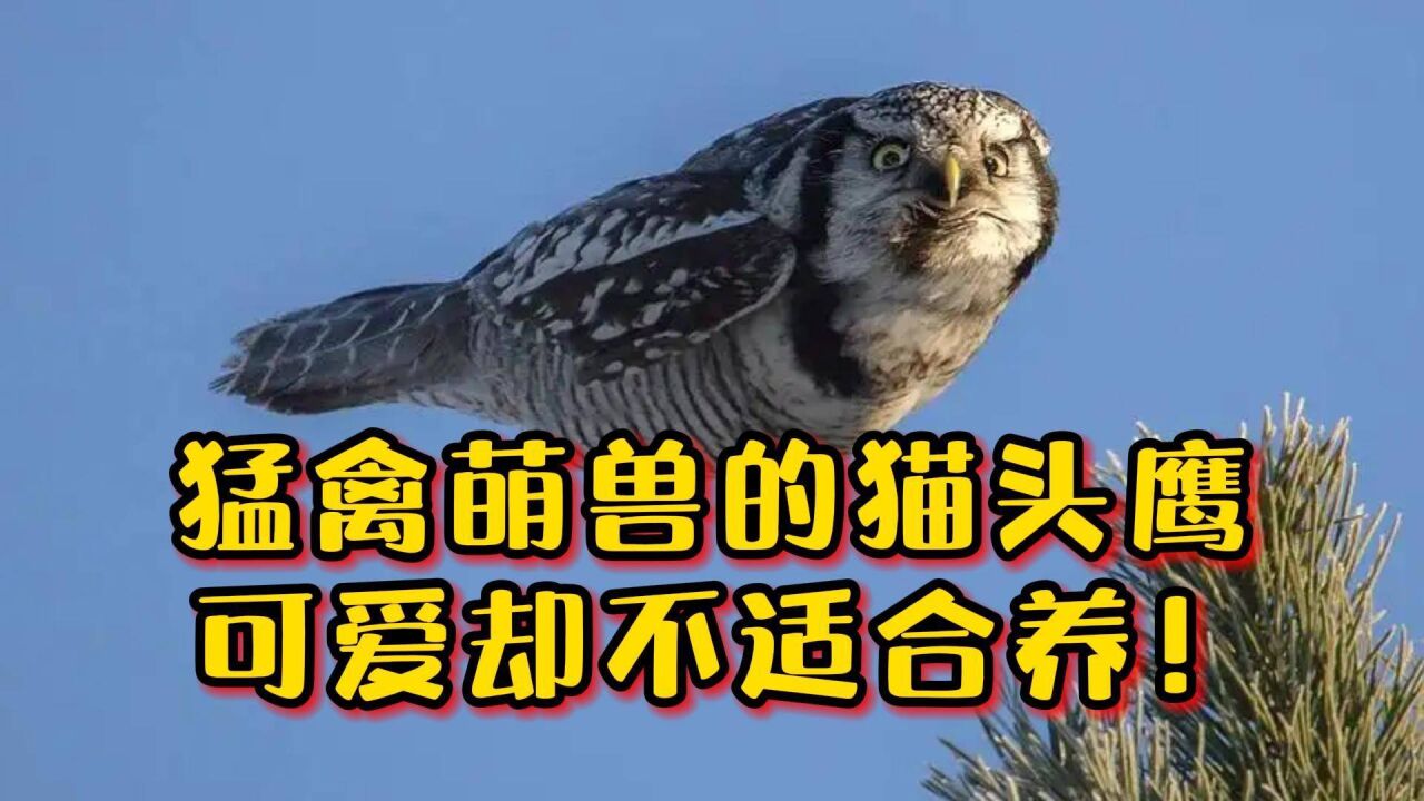 猛禽中的萌兽—猫头鹰,超可爱却不适合养!