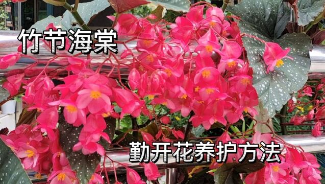 怎样让竹节海棠勤开花、多开花,避免落花掉蕾呢?这几点是关键