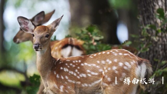 辉南四方顶子