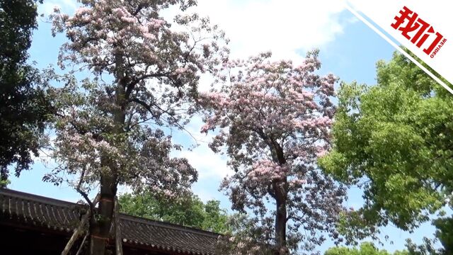 东岳庙两棵530年树龄的古楸树现开花盛景 游客专程赶来