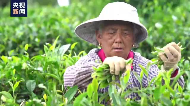 春天的中国丨云南思茅:只此青绿 万亩有机茶园开采