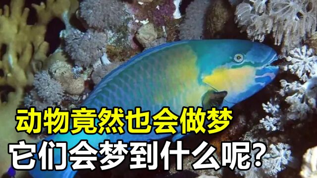 科学家研究发现,许多动物居然也会做梦,它们究竟梦到什么?