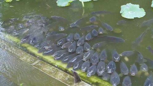 十三邀丨许知远葛兆光因疫情被困东京 公园成群鲤鱼张嘴令人不安