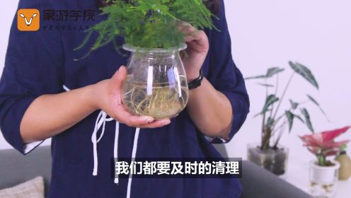 第03集 文竹的养护