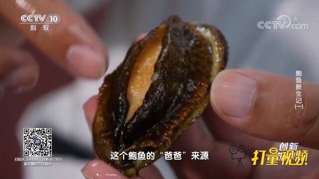 专家选定绿鲍和皱纹盘鲍作为“父母”,培育出皇金鲍