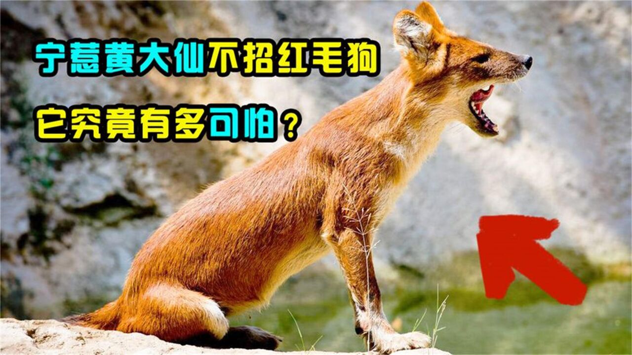 "宁惹黄大仙,不招红毛狗",什么是红毛狗?它到底有多可怕?