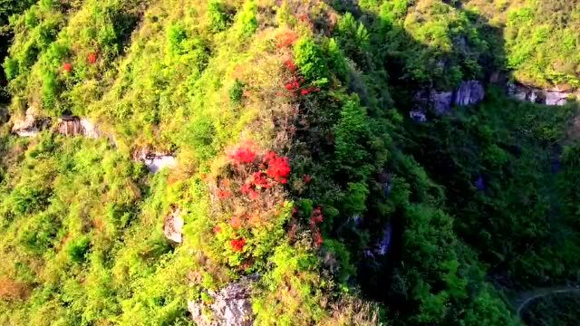 秀山牛角山︱满眼都是映山红,美爆了!