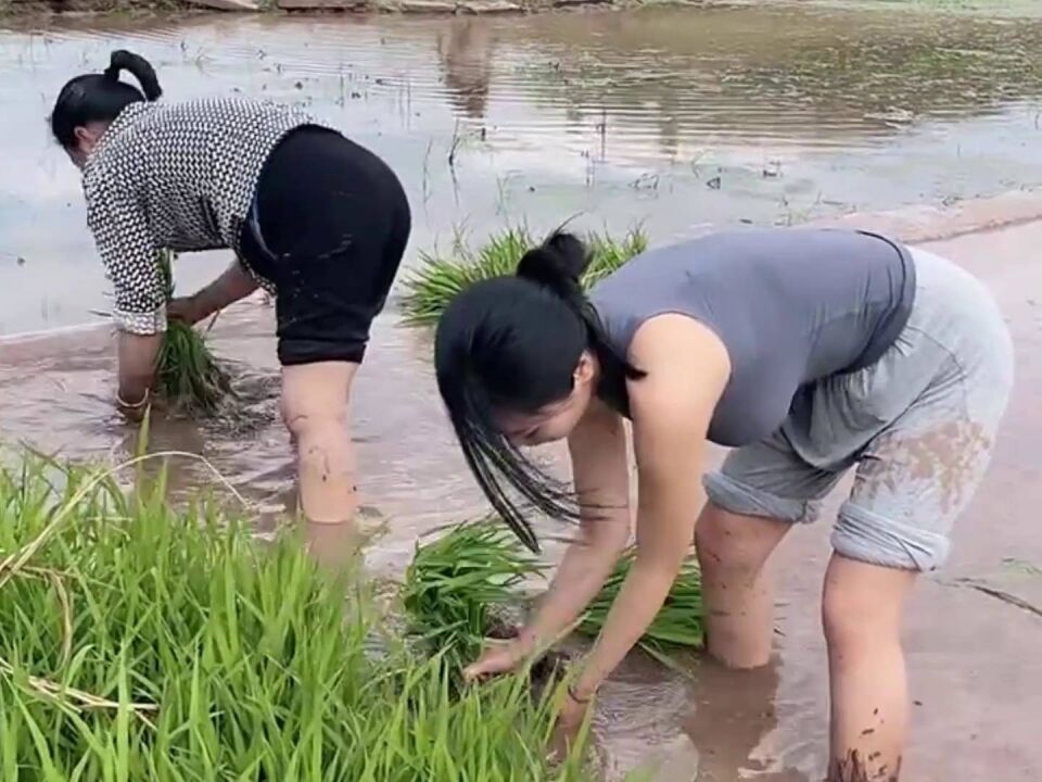 顶着大风插秧的农村姑娘,勤劳的女人最美丽!