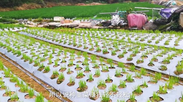 老哥种韭菜越来越有经验了!地膜保护法种韭菜非常值得推广