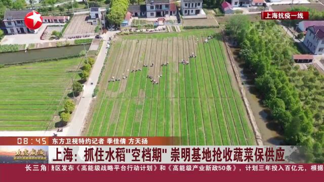 上海:抓住水稻“空档期”崇明基地抢收蔬菜保供应