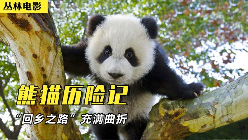 熊猫野外历险记：记录熊猫野化全过程，“回乡之路”充满曲折！#影视纪创作号新星训练营#