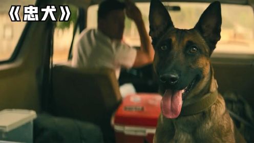 《忠犬》2022高分影片，老兵带军犬一路坎坷，竟然干这样的事