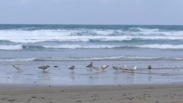 海边漂亮的海鸥