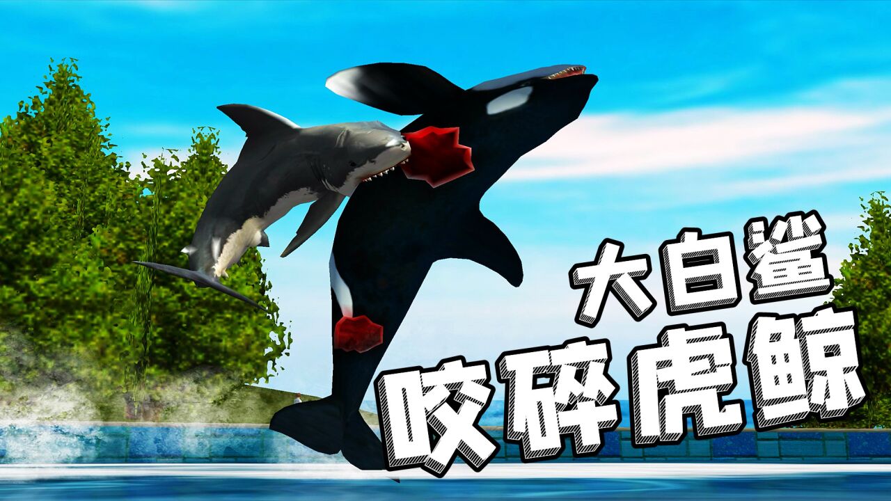 为了逃出水族馆,大白鲨把虎鲸咬碎了