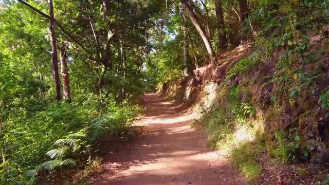 树木 森林 常绿 平静的 林地 山 自然