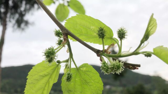 春天嫩枝鲜花草4K视频素材