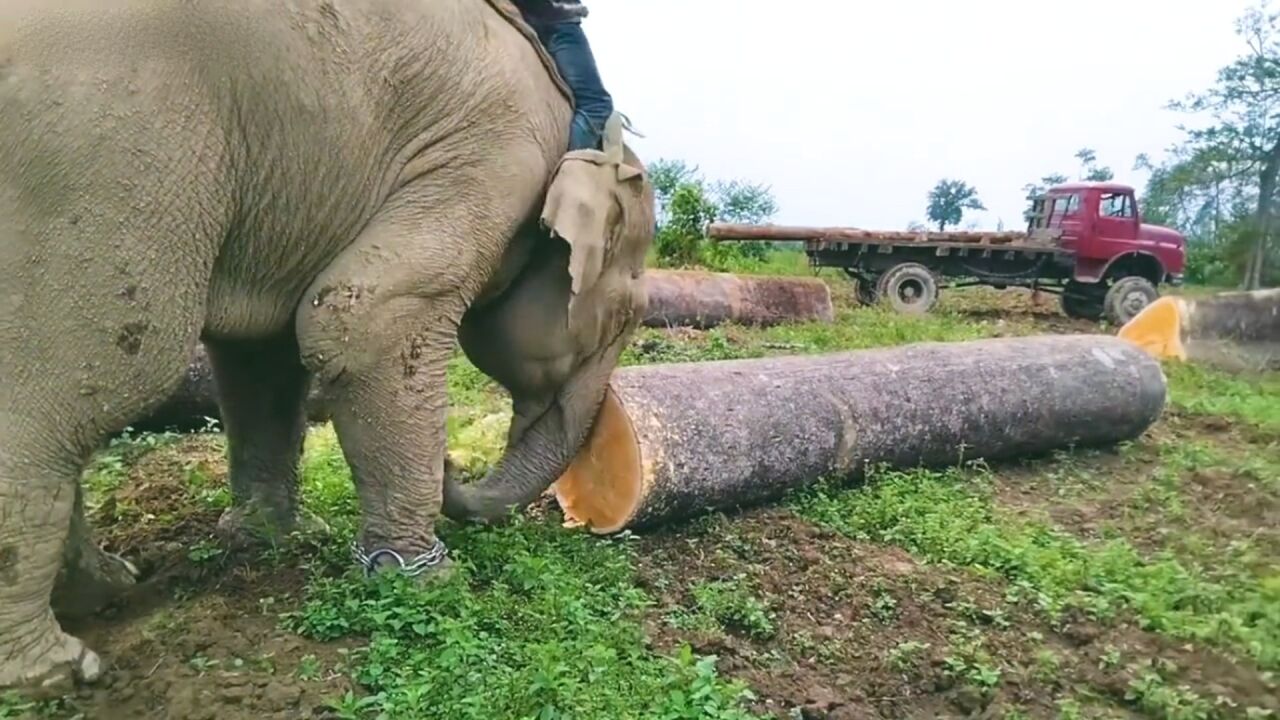 大象用鼻子搬运木头图片