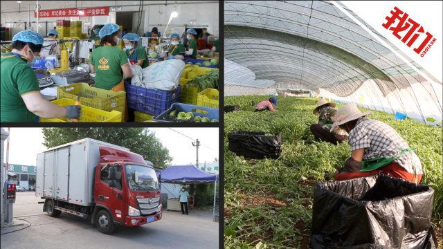 探访北京顺义“菜篮子”基地:农户两点一线忙生产 日供首都蔬菜1000吨