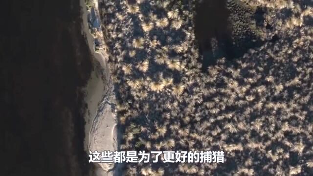 被宣布灭绝50年的巨水鸡再现,在人类的保护下,发展到200多只