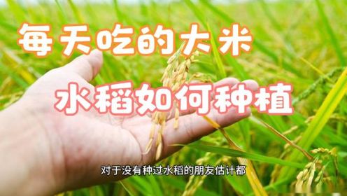 水稻的种植过程，农民在节日那份坚守，值得我们去感恩
