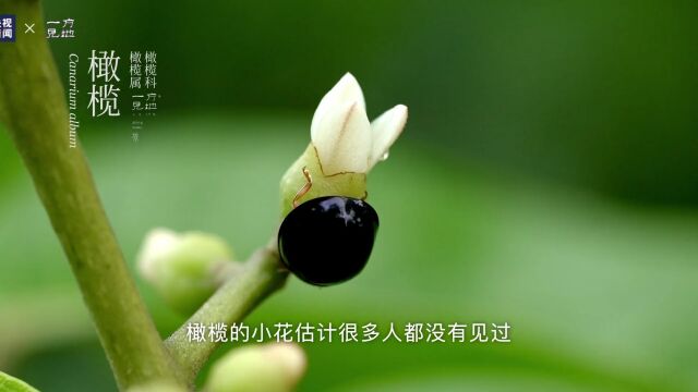 芒种丨这么忙,这么美