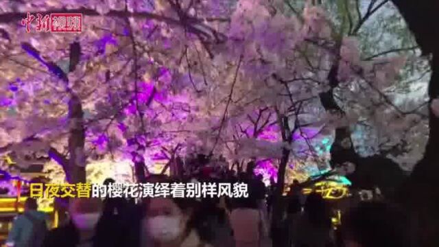 江苏无锡鼋头渚樱花浪漫绽放