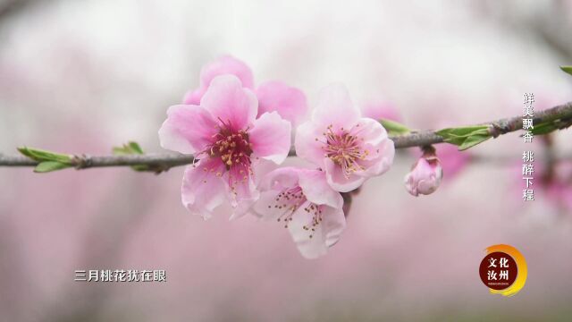 下程鲜桃采摘节