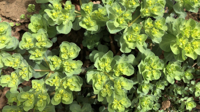 农村有名毒草"猫眼草",这一用途厉害了,解决了不少人的烦恼