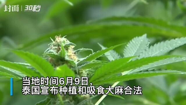 泰国成亚洲首个大麻合法化国家,为刺激农业旅游业