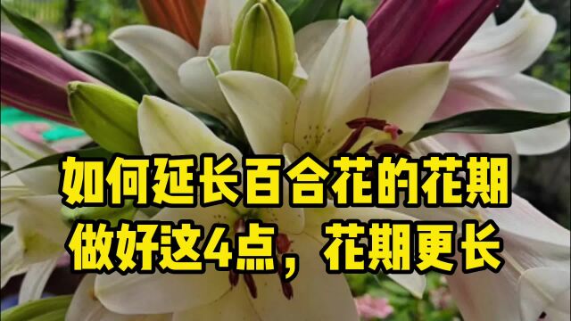 如何延长百合花的花期,做好这4点,花期很长