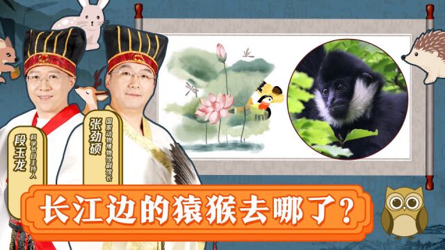 “两岸猿声啼不住”里的猿声和猿猴都去哪了?