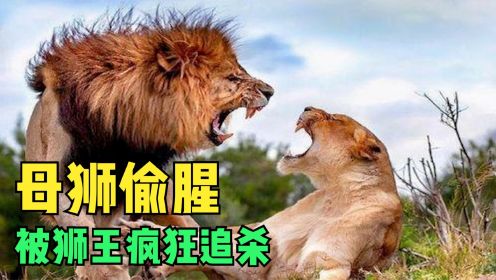 雄狮千里追杀母狮，母狮拼死保护孩子！