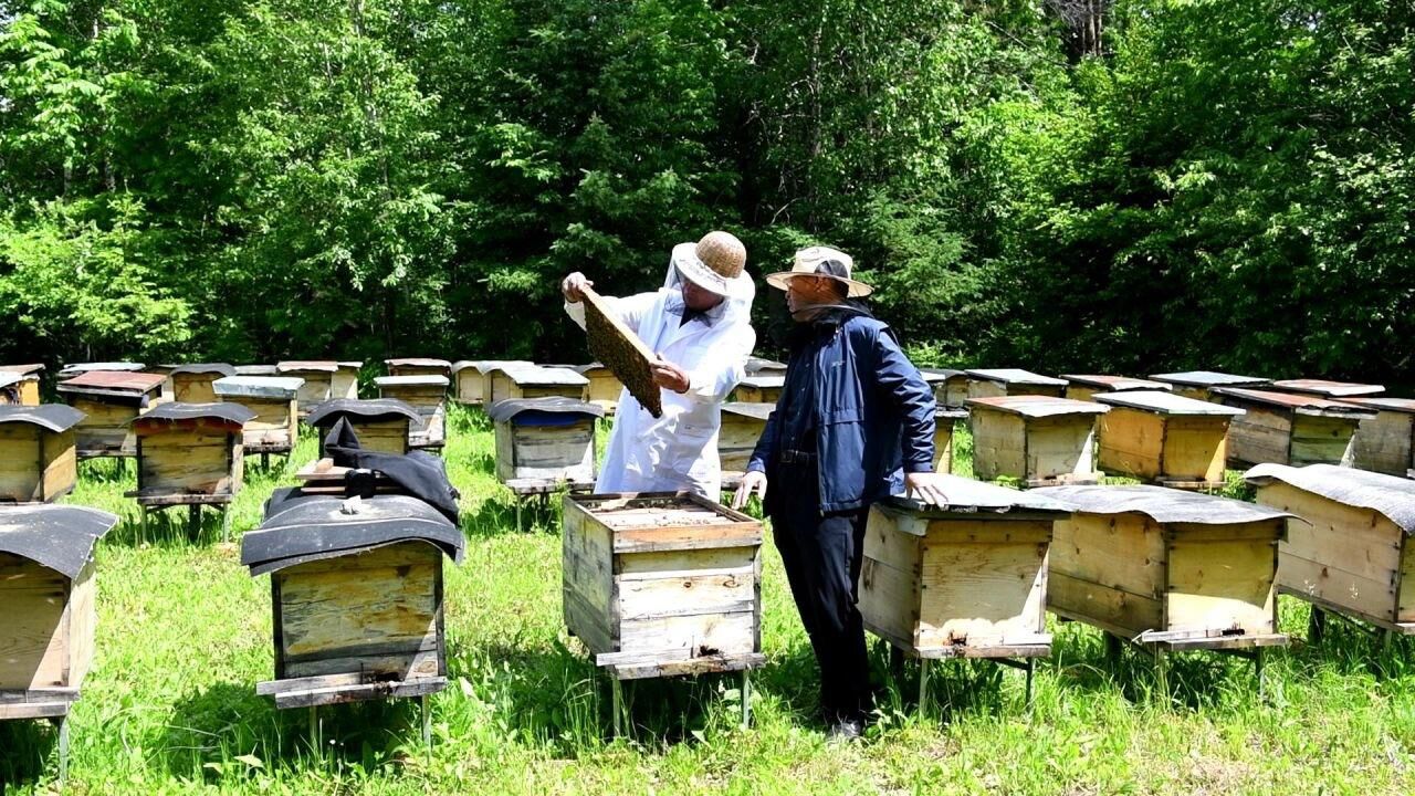 冯永谦老师来饶河东北黑蜂国家级自然保护区蜂场讲课_腾讯视频