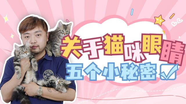 关于猫咪眼睛的五个小秘密!你都知道哪些?&王老师小课堂