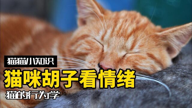 猫咪胡须的几大作用,还能看出猫咪情绪?