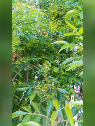 白蜡树,又名:中国蜡,虫蜡,川蜡,黄蜡,蜂蜡,青榔木,白荆树.