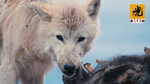 一人独闯北极圈！被狼群包围的那一刻，令人泪目的竟是那群北极狼