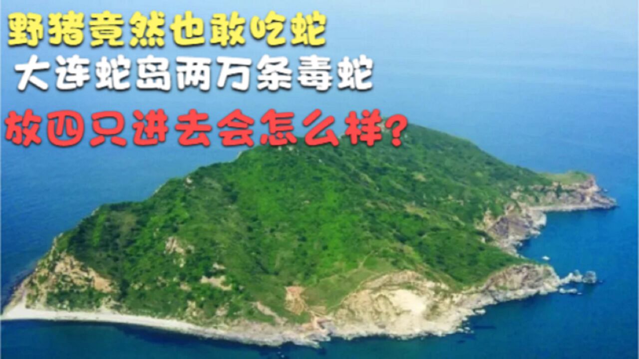 野豬竟然也敢吃蛇,大連蛇島兩萬條毒蛇,放四隻進去會怎麼樣?