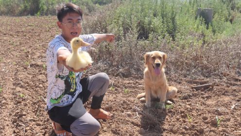 [图]坟头传出奇怪叫声，小亮寻着声音一番寻找，谁知居然是只小鸭子