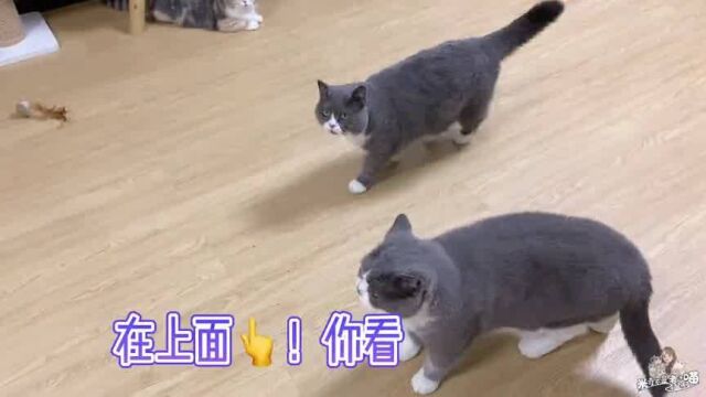 网上看到举起猫去抓虫子,我也来试一下!