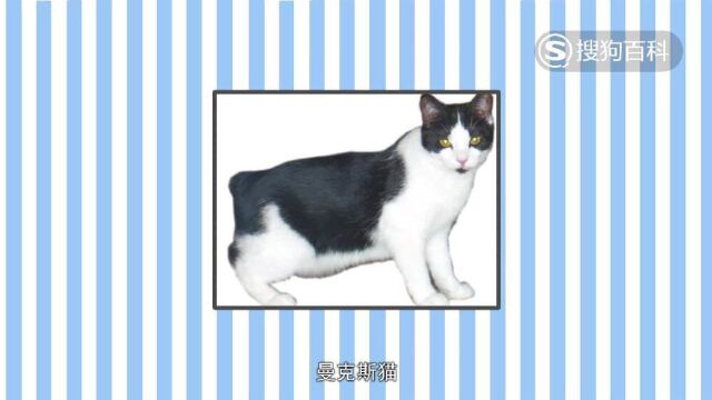 立懂百科带你了解曼克斯猫