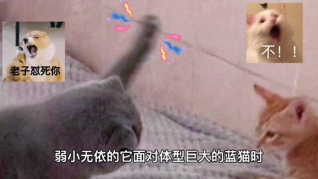 别惹橘猫,橘猫逆袭,只需3个月