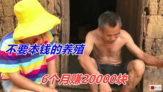 不要本钱的养殖,6个月赚20000元,适合任何人,养了都赚钱