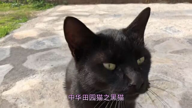 中华田园猫之玄猫