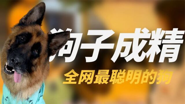 退役警犬爆红全网:既当保镖又当保姆,还能辅导萌娃写作业