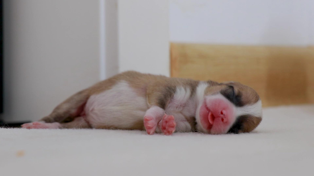 熟睡中的小奶狗,睡觉吐舌头的样子,真的萌化少女心了!